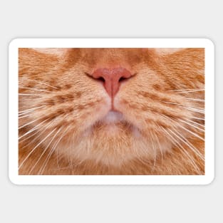 Cat Face Mask - Funny Design Sticker